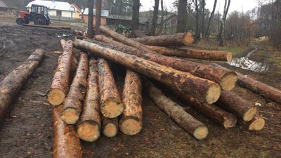 На Львівщині з ландшафтного парку чоловік викрав смереки