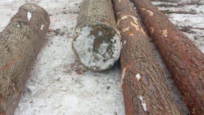 На Львівщині виявили незаконну рубку дерев (ФОТО)