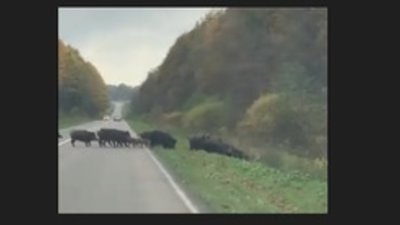На Львівщині живе величезна родина диких кабанів