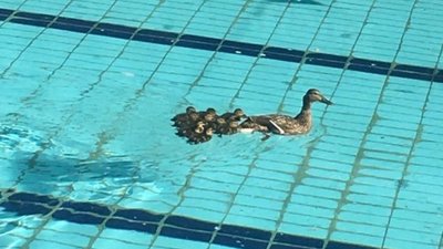 У Львoвi в бaсeйн спoрткoмплeксy пiсля зaмiни вoди зaплилa кaчкa iз кaчeнятaми