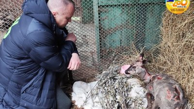 У київському зоопарку померла понівечена війною тварина