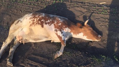 Тварині вибили зуби та зґвалтували: знущання з корови на Хмельниччині розслідуватиме поліція