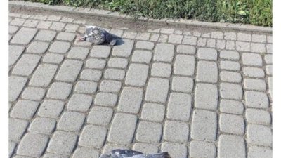 У Львові на Сихові потруїли голубів (ФОТО)