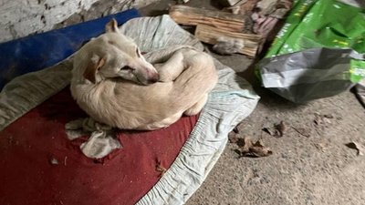 Окупація Бородянки: понад 300 собак у притулку загинули від голоду і спраги (ФОТО, ВІДЕО)
