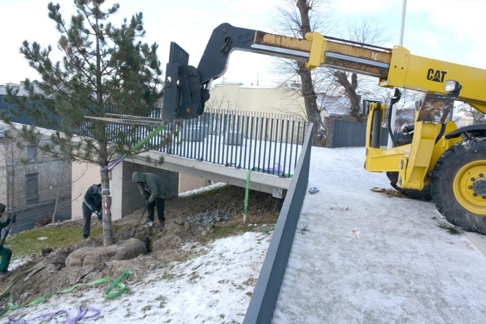 У Львові на Меморіалі пам’яті Героїв Небесної Сотні висадили сосни, фото ЛМР