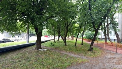У Львові заради трамваю Садового зріжуть 50 дерев