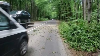 У Львові вітер повалив дерево (ФОТО)