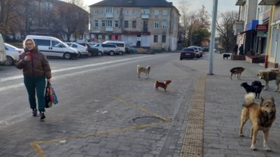 Мешканці Львівщини скаржаться на зграю безпритульних собак (ФОТО)