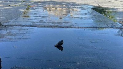 У центрі Львова помітили мудрого голуба (ФОТО)