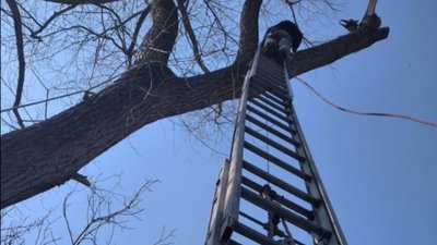 У Львівській області рятувальники зняли з дерева 8-річного хлопчика