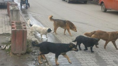 На вулицях Львова нарахували 405 безпритульних собак