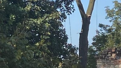 У Львові зрізали здорове дерево (ФОТО)