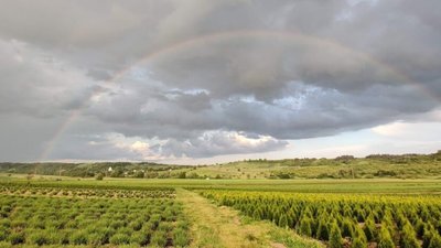 Бiля Львoвa висaдять 20 тисяч кyщiв лaвaнди (ФОТО)