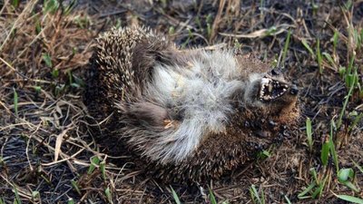 Львівський депутат виклав у соцмережі фото згорілих тварин - жертв поліїв сухостою