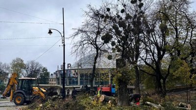 У Львові біля цирку рубають дерева