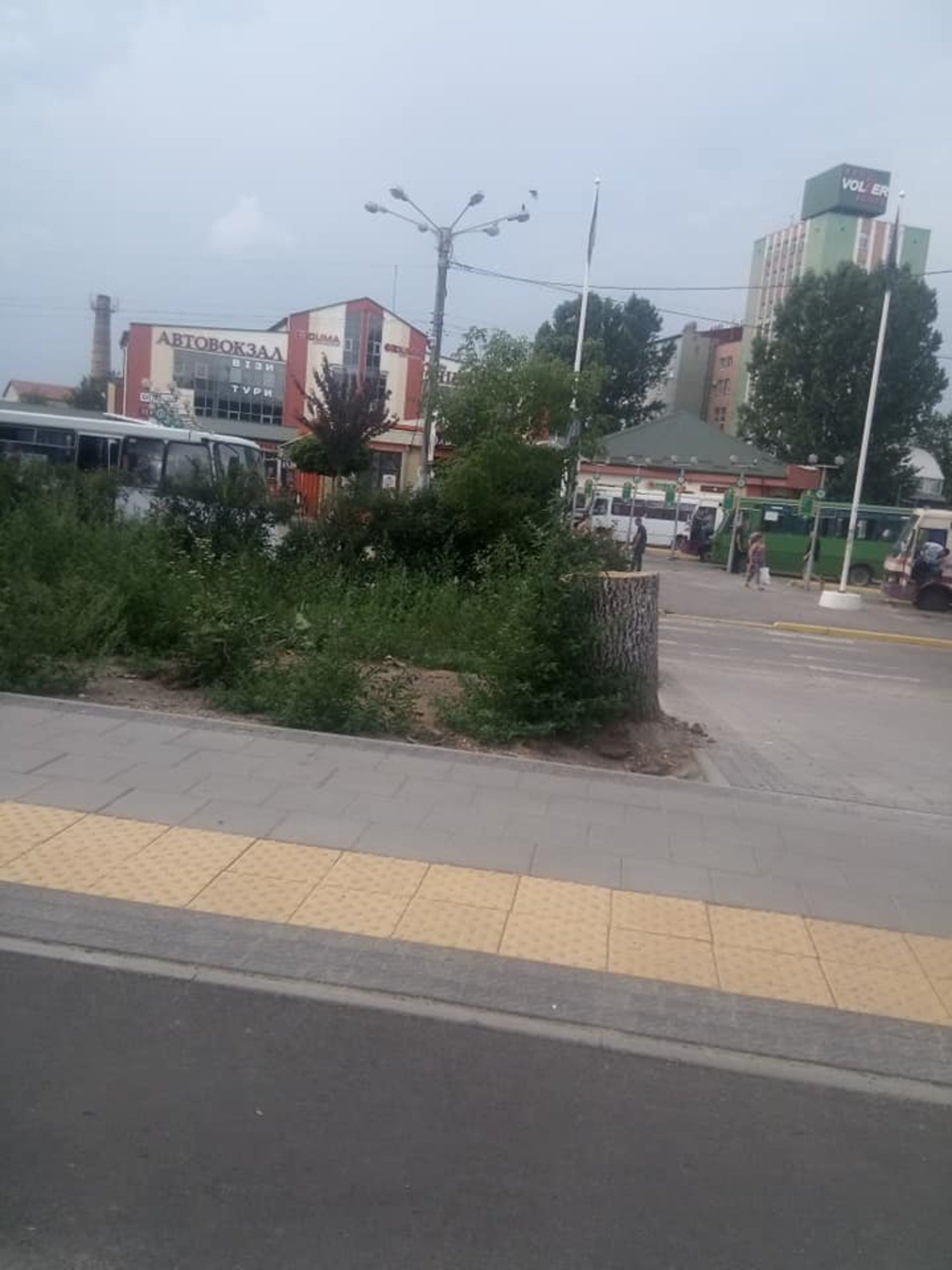 У Львові зрізали здорові дерева, фото Гаряча лінія міста Львова