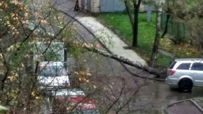 У Львові штормовий вітер повалив дерева