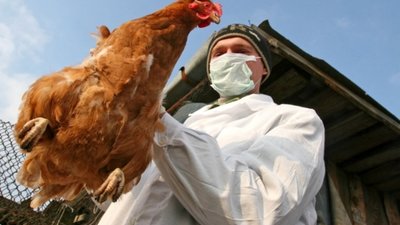 У Буському районі проводять заходи, щоб не допустити високопатогенного грипу птиці із сусідньої Польщі
