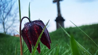 На Львівщині зацвіли отруйні тюльпани (ФОТО, ВІДЕО)