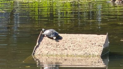 У Львові на озері живуть черепахи