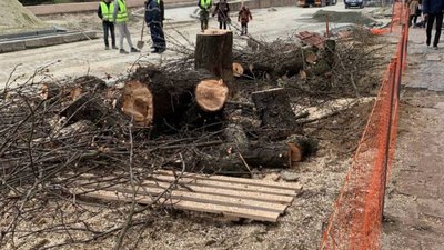 У Львові на вулиці Степана Бандери зрізали здорові дерева (ФОТО)