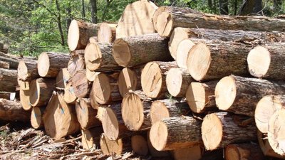 За корупційну схему вирубки дерев, на Львівщині засудили двох працівників