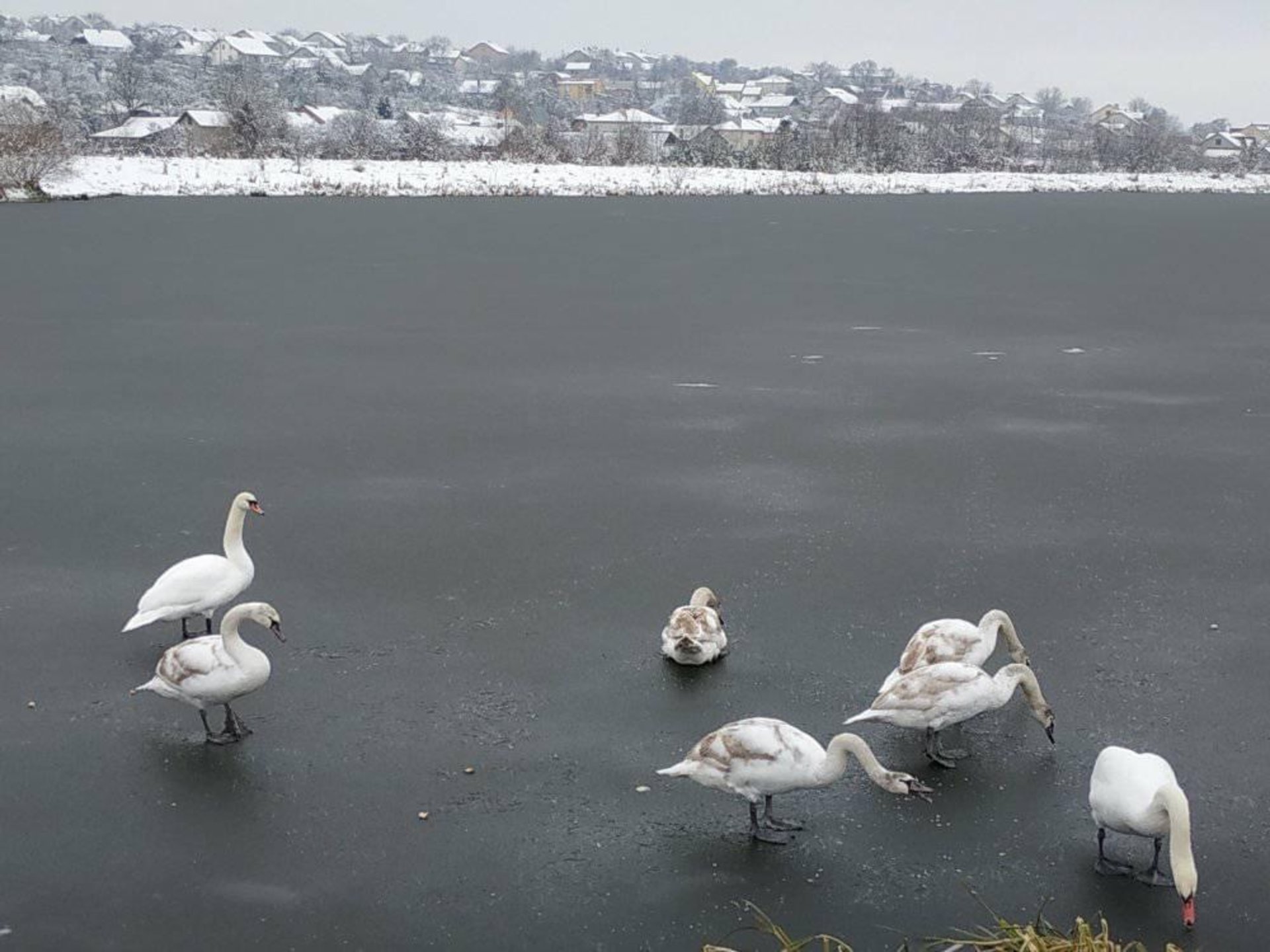 На Львівщині замерзло озеро, фото Новини Рихтич