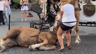 Садовий виступив проти повної заборони коней у Львові