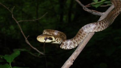 На Львівщині змія неподалік житлового будинку вкусила жінку в плече