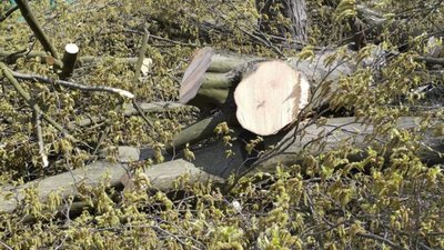 У Львові зрізали здорові дерева (ФОТО)