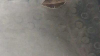 У Львові їздять маршрутки із пробитою підлогою