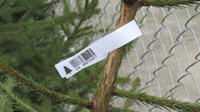 На залізничних та автобусних станціях Львівщини перевірятимуть законність перевезення ялинок