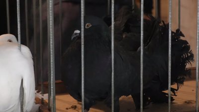 У Золочеві відбулася виставка поштово-спортивних голубів (ВІДЕО)