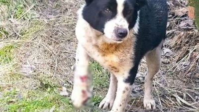 У Львові на Городоцькій автомобіль збив собаку (ФОТО)