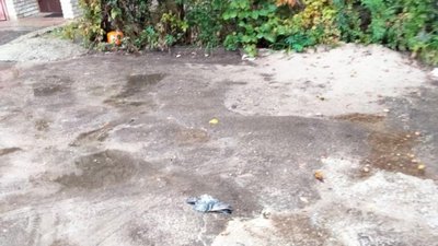 У Львові невідомі отруїли голубів (ФОТО)