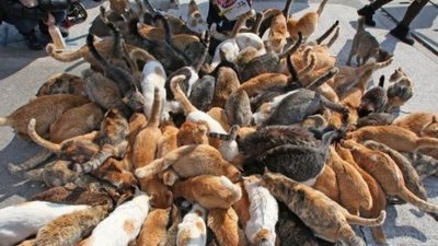 У Львові будуть знати де тусують дворові мурки (ВІДЕО)
