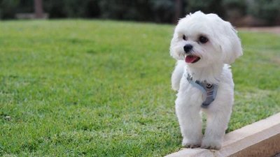 У Львові проводиться вилов безпритульних собак