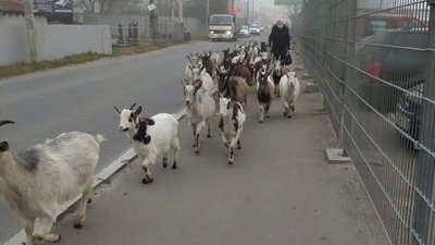 У Львові живе стадо кіз (ФОТО)
