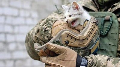Львівський притулок закликає допомогти переселенським тваринкам