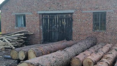 На Яворівщині продовжують красти ліс (ФОТО)