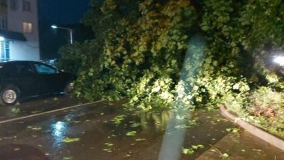 У Львові дерево перекрило рух на дорозі (ФОТО