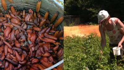 Мешканці Львівщини борються із шкідниками (ФОТО, ВІДЕО)