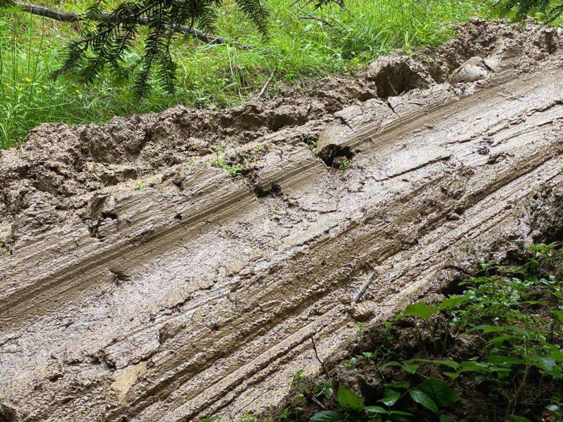 На Львівщині виявили нову масову рубку лісу, фото ЛМН