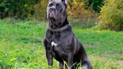 Львівський апеляційний суд залишив без змін постанови щодо порушення правил тримання собак «Метис кане-корсо»