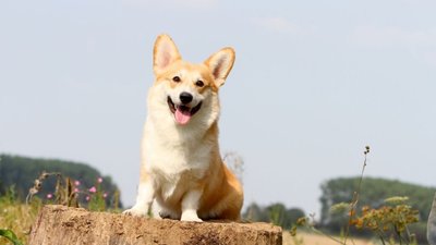 Чому улюбленцю може бути необхідна зміна корму
