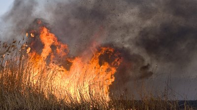 Львів`ян закликають не палити суху траву