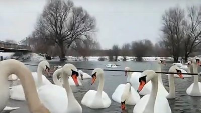 У Червонограді на Львівщині зимують близько півсотні лебедів (ВІДЕО)