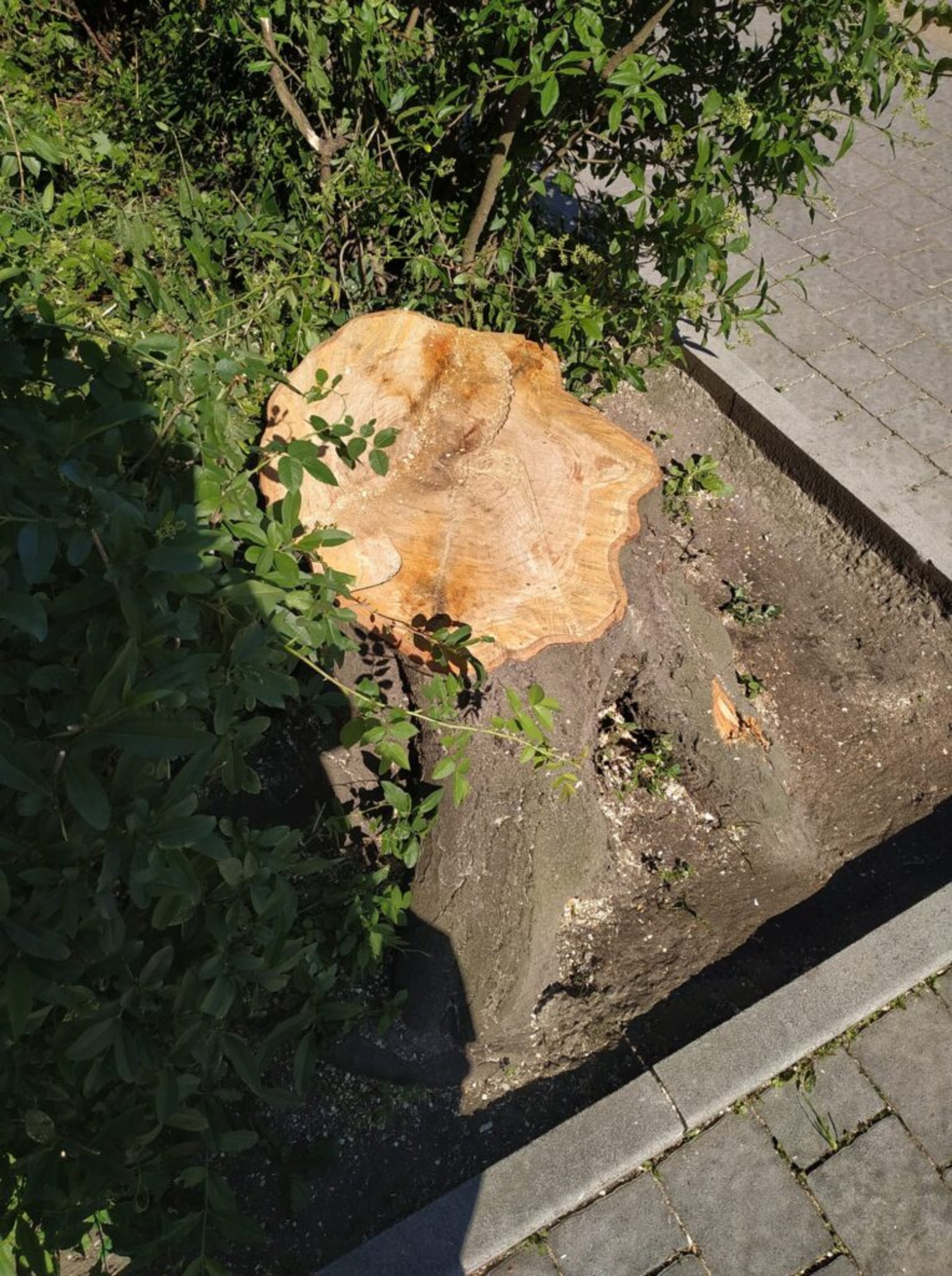 У Львові знищили 150-річне дерево. Фото: Вероника Булыгина