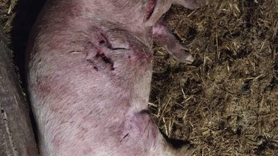 У Запоріжжі невідомий хижак знищує свиней і собак (ФОТО, ВІДЕО)