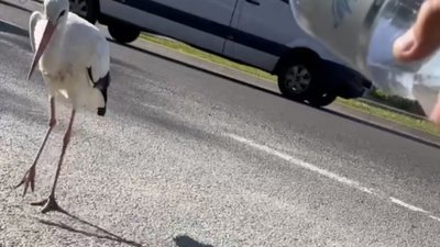 У Рівному патрульні дали воду лелеці (ВІДЕО)